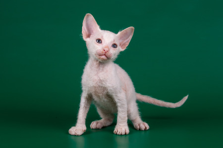 Studio photography of the cat of the don sphynx cat on colored backgrounds
