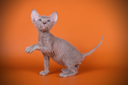 Studio photography of the cat of the don sphynx cat on colored backgrounds