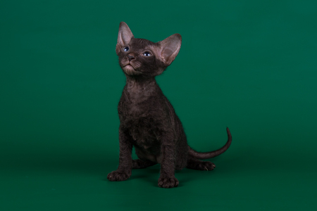 Studio photography of the cat of the don sphynx cat on colored backgrounds