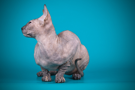 Studio photography of the cat of the don sphynx cat on colored backgroundsの写真素材