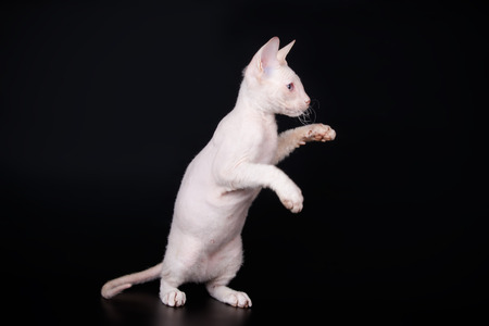 Studio photography of the cat of the don sphynx cat on colored backgrounds