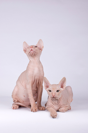 Studio photography of the cat of the don sphynx cat on colored backgroundsの写真素材