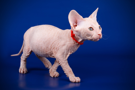 Studio photography of the cat of the don sphynx cat on colored backgroundsの写真素材