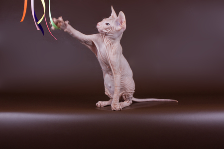 Studio photography of the cat of the don sphynx cat on colored backgroundsの写真素材