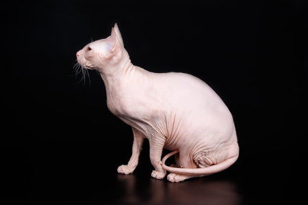 Studio photography of the cat of the don sphynx cat on colored backgrounds