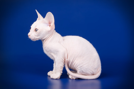 Studio photography of the cat of the don sphynx cat on colored backgrounds