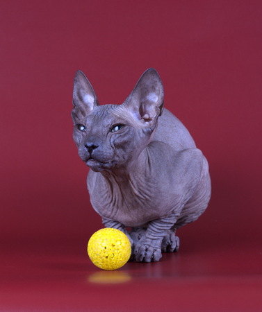 Studio photography of the cat of the don sphynx cat on colored backgroundsの写真素材