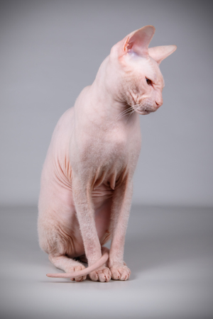 Studio photography of the cat of the don sphynx cat on colored backgroundsの写真素材