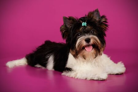 Studio photography of a Biewer Yorkshire Terrier on colored backgroundsの写真素材