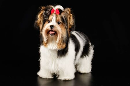 Studio photography of a Biewer Yorkshire Terrier on colored backgroundsの写真素材