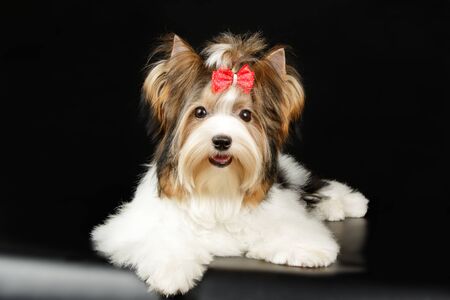 Studio photography of a Biewer Yorkshire Terrier on colored backgroundsの写真素材