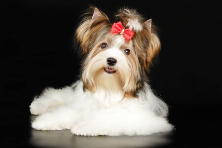 Studio photography of a Biewer Yorkshire Terrier on colored backgroundsの写真素材