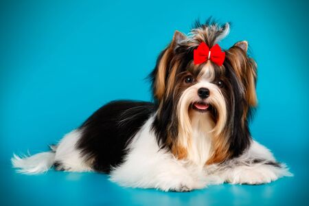 Studio photography of a Biewer Yorkshire Terrier on colored backgroundsの写真素材