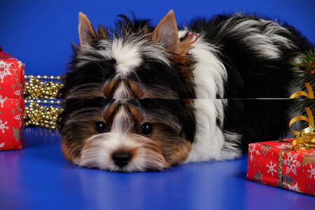 Studio photography of a Biewer Yorkshire Terrier on colored backgroundsの写真素材