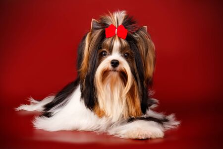 Studio photography of a Biewer Yorkshire Terrier on colored backgroundsの写真素材