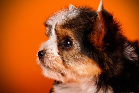 Studio photography of a Biewer Yorkshire Terrier on colored backgroundsの写真素材