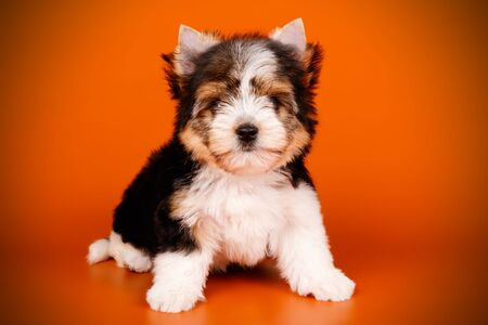 Studio photography of a Biewer Yorkshire Terrier on colored backgroundsの写真素材