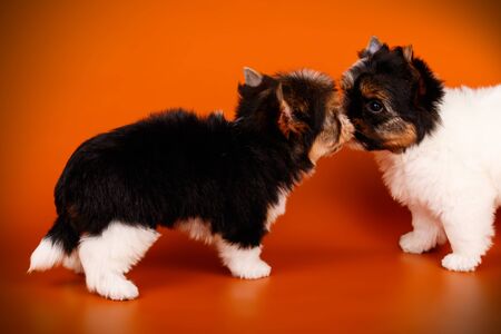 Studio photography of a Biewer Yorkshire Terrier on colored backgrounds