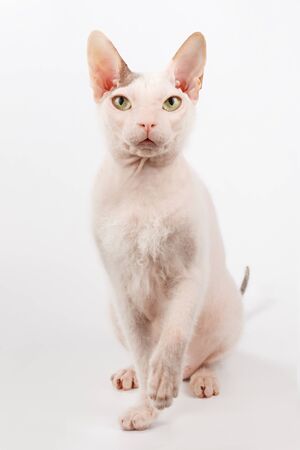 Studio photography of the don sphynx cat on colored backgroundsの写真素材