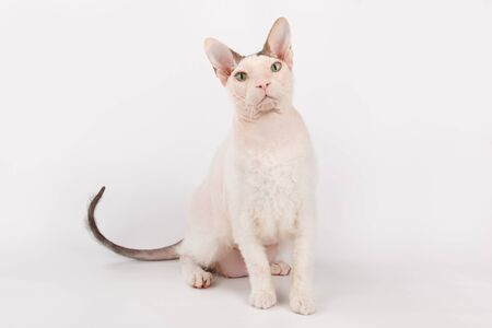 Studio photography of the don sphynx cat on colored backgrounds
