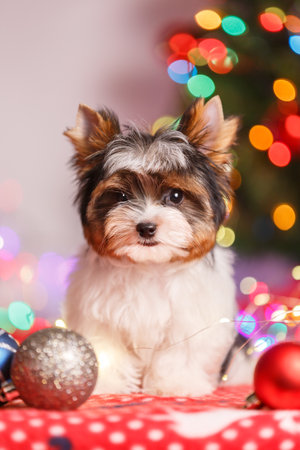 Studio photography of a Biewer Yorkshire Terrier on Christmas decorationsの写真素材