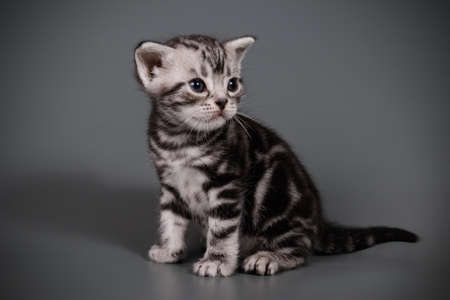 Studio photography of an American shorthair cat on colored backgroundsの写真素材