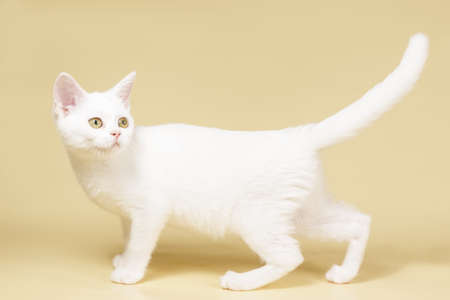 Studio photography of an American shorthair cat on colored backgroundsの写真素材