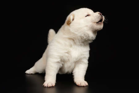 Studio photography of a shiba inu on colored backgrounds
