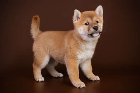 Studio photography of a shiba inu on colored backgroundsの写真素材