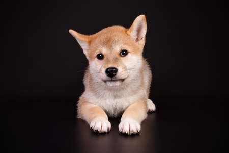 Studio photography of a shiba inu on colored backgroundsの写真素材