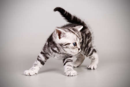 Studio photography of an American shorthair cat on colored backgroundsの写真素材