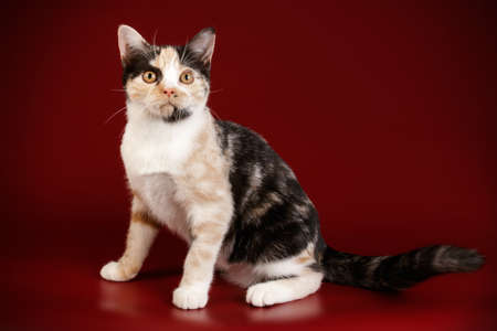 Studio photography of an American shorthair cat on colored backgrounds