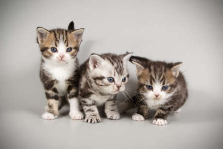 Studio photography of an American shorthair cat on colored backgroundsの写真素材