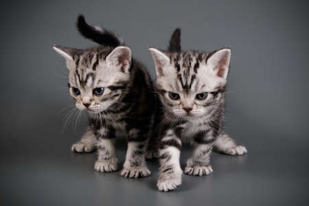 Studio photography of an American shorthair cat on colored backgroundsの写真素材