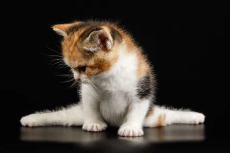 Studio photography of an American shorthair cat on colored backgroundsの写真素材