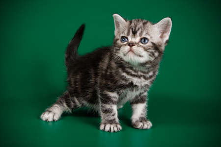 Studio photography of an American shorthair cat on colored backgroundsの写真素材