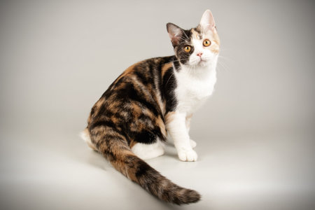 Studio photography of an American shorthair cat on colored backgroundsの写真素材