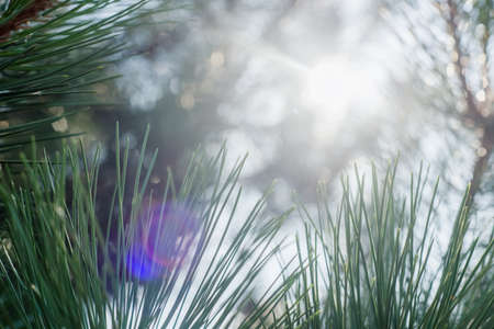 abstract background of pine needles solar flare