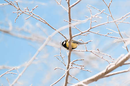 chickadee sitting on a snowy tree on a frosty morningの写真素材