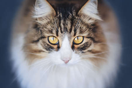 fluffy cat looks you in the eyeの写真素材