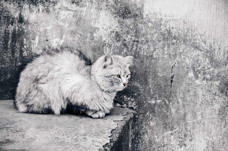 grey cat sitting and hiding against concrete wallの写真素材