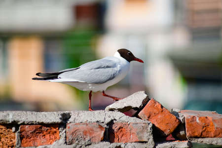 The Seagull is on the brick wall on the blurred backgroundの写真素材
