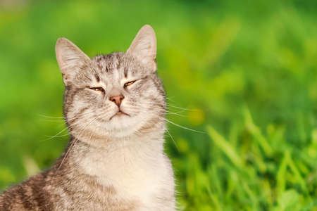 Happy cat sitting in the grass and smiling in the hot sunの写真素材