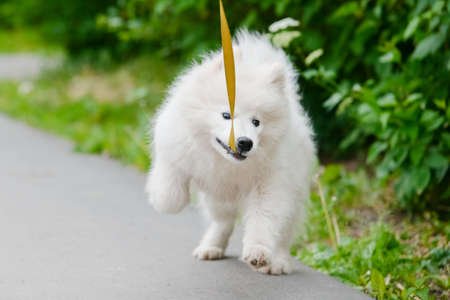 Happy dog Samoyed white and furry running around in the streetの写真素材