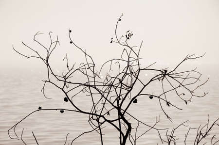 silhouette of a lonely tree. foggy morning lake. soft ambient light. dried leaves in the form of spades. the gentle landscape. misty background relax warm wallpaperの写真素材