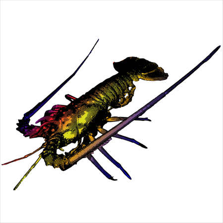 Lobster Vector 3d mesh art cartoon. Sea crayfishのイラスト素材