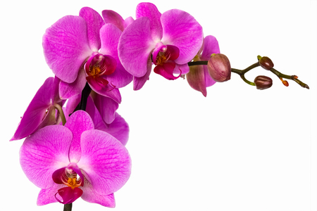Pink orchid flower on white background isolateの写真素材