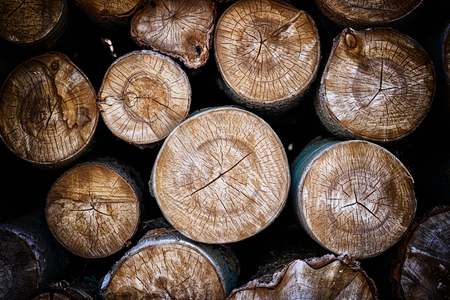 Closeup of logs of trees in nature. A lot of cutted logs.