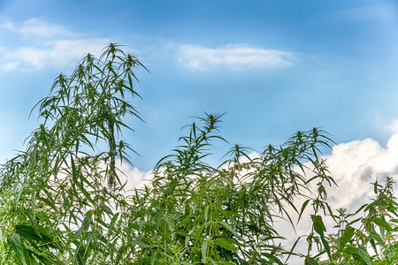 The plant marijuana on the background of the cloudy sky, cannabis legalization.の写真素材