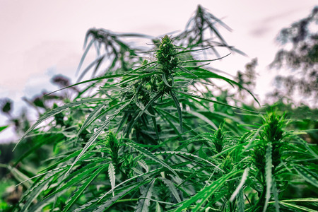 wild cannabis in the natural environment.の写真素材